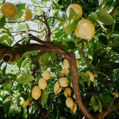 Polvica Il Giardino Dei Limoni 아파트 외부 사진