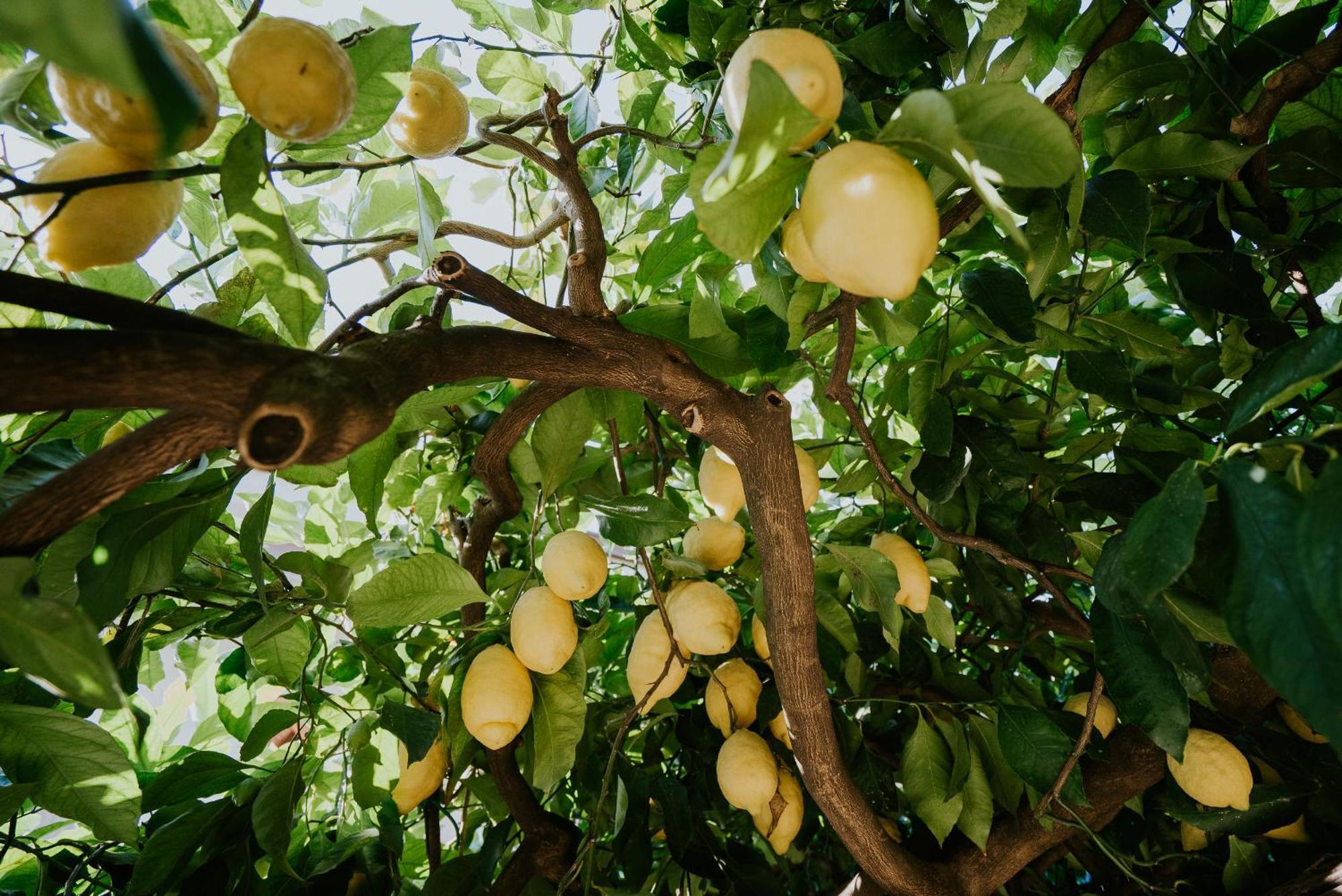 Polvica Il Giardino Dei Limoni 아파트 외부 사진